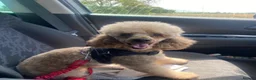 Maltipoo dogs for sale: 🐾 F1b Maltipoo Puppies Available – Bingham 🐾 in Nottingham - Advert 23