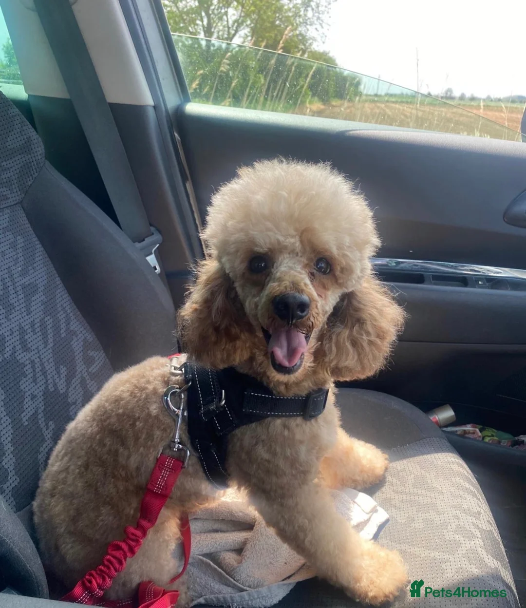 Maltipoo dogs for sale: 🐾 F1b Maltipoo Puppies Available – Bingham 🐾 in Nottingham - Advert 23