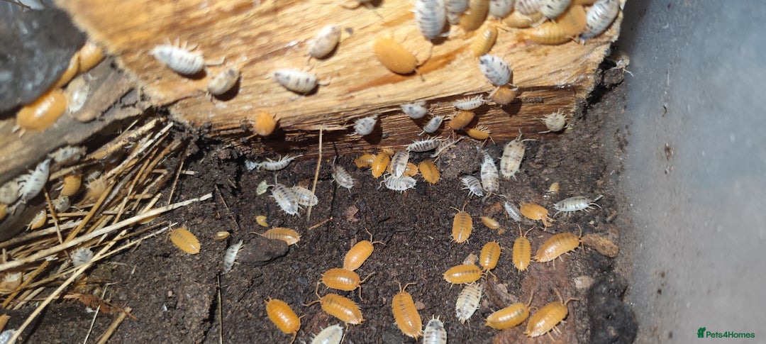 Mixed Breed invertebrates for sale: Mixed isopods, millipedes, roaches - Advert 4