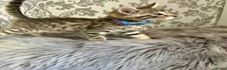 Bengal cats for sale: Bengal kittens🐾 - Advert 4