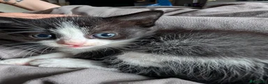 Mixed Breed Kitten 1 (boy)
