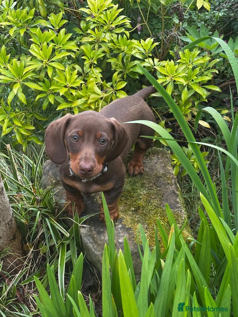Miniature Dachshund dogs for sale: Royal KC Miniature Dachshunds   - Advert 1