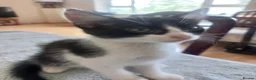 Mixed Breed cats for sale: Gorgeous kittens for sale  in South Croydon - Advert 15