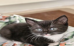 Domestic Shorthair cats for sale: Nows the Time to Bond – Kittens Ready for Adopt 🐱 - Image 1