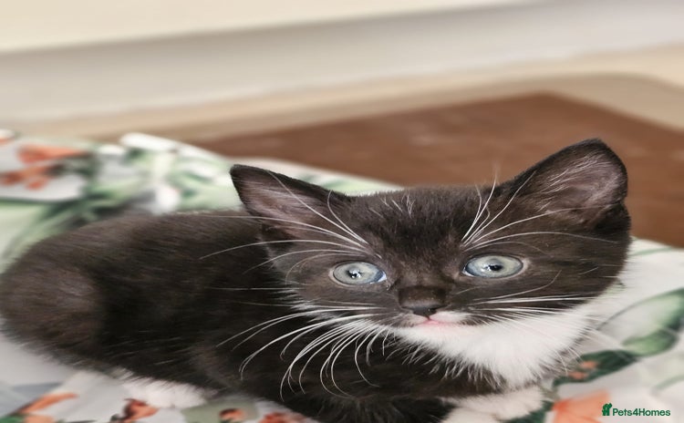 Domestic Shorthair cats - Advert 6