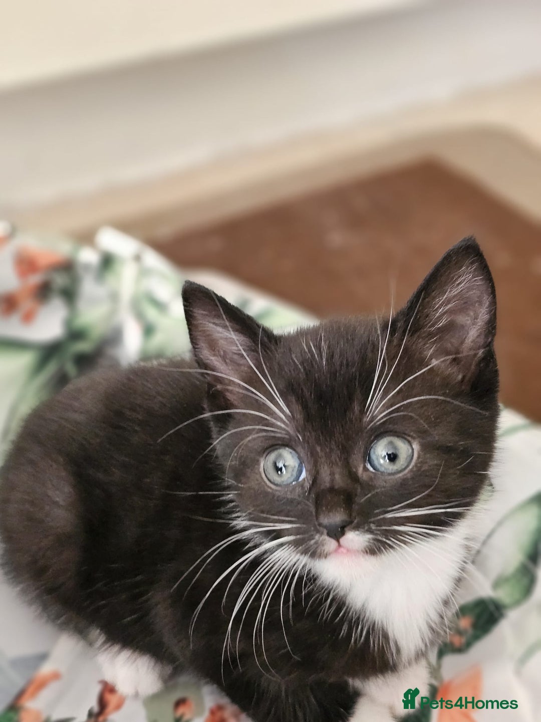 Domestic Shorthair cats for sale: Nows the Time to Bond – Kittens Ready for Adopt 🐱 - Image 1
