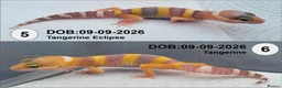 Leopard Gecko reptiles for sale: Baby Leopard Geckos - Advert 6
