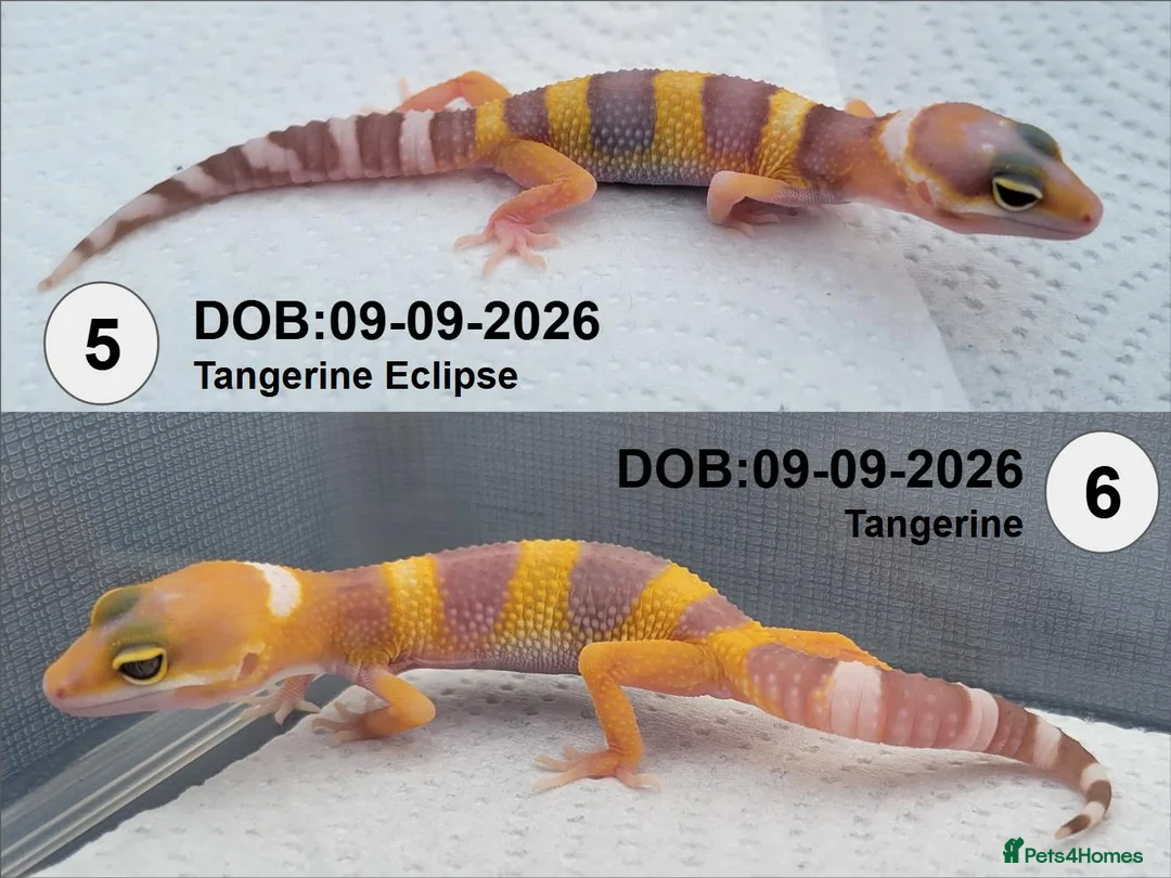 Leopard Gecko reptiles for sale: Baby Leopard Geckos - Advert 6