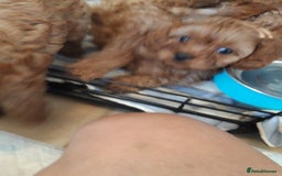 Cavapoo dogs for sale: Red cavapoo babies, both parent DNA tested - Image 24