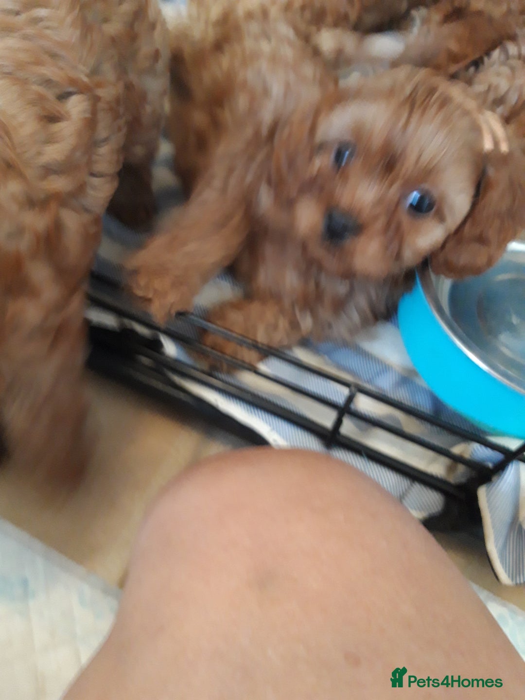 Cavapoo dogs for sale: Red cavapoo babies, both parent DNA tested - Image 24