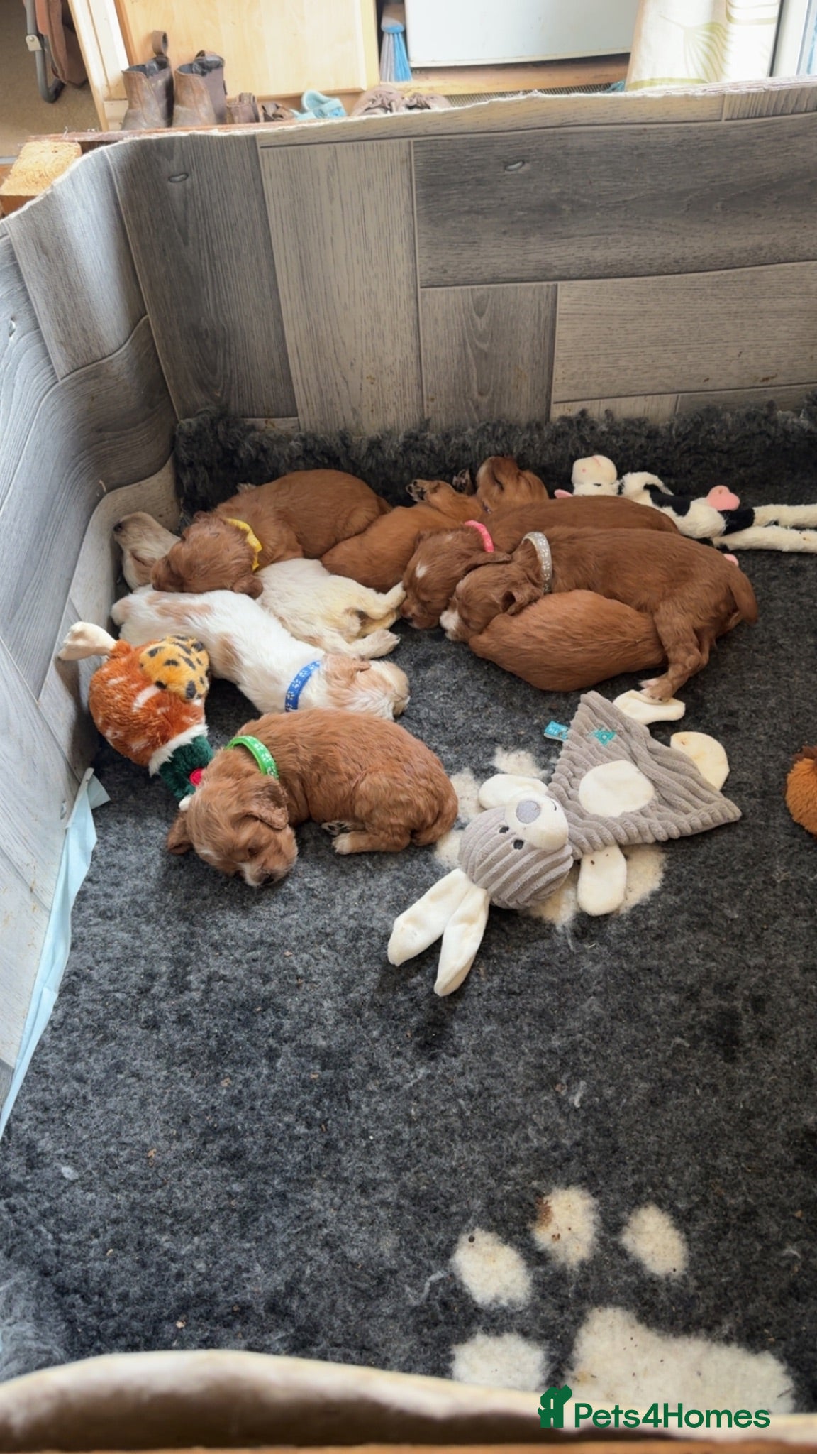 Cocker Spaniel dogs KC registered English Working Cocker Spaniels - Advert 1