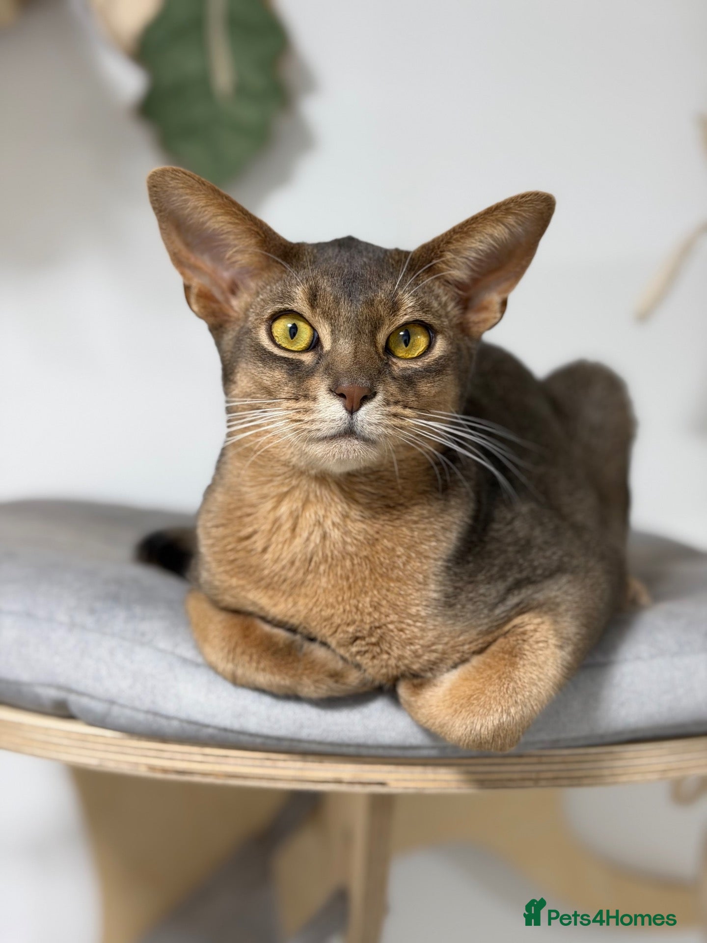 Abyssinian cats Last lovely boy😻 - Advert 11