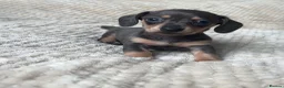 Miniature Dachshund dogs for sale: Mini dachshunds  - Advert 24