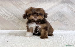Toy Poodle dogs for stud: KC CHOCOLATE PHANTOM TOY POODLE in Willenhall - Image 25