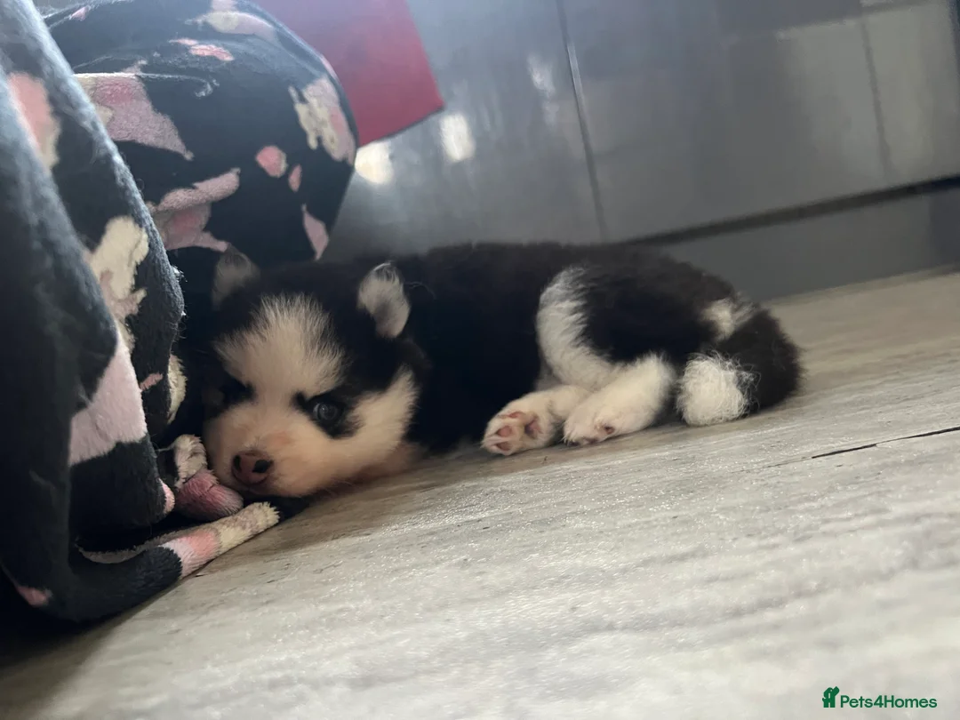 Pomsky dogs for sale: F4 Mini Pomsky - Advert 5