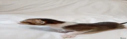 Mixed Breed cats for sale: Abyssinian X from outcross programme - Advert 12