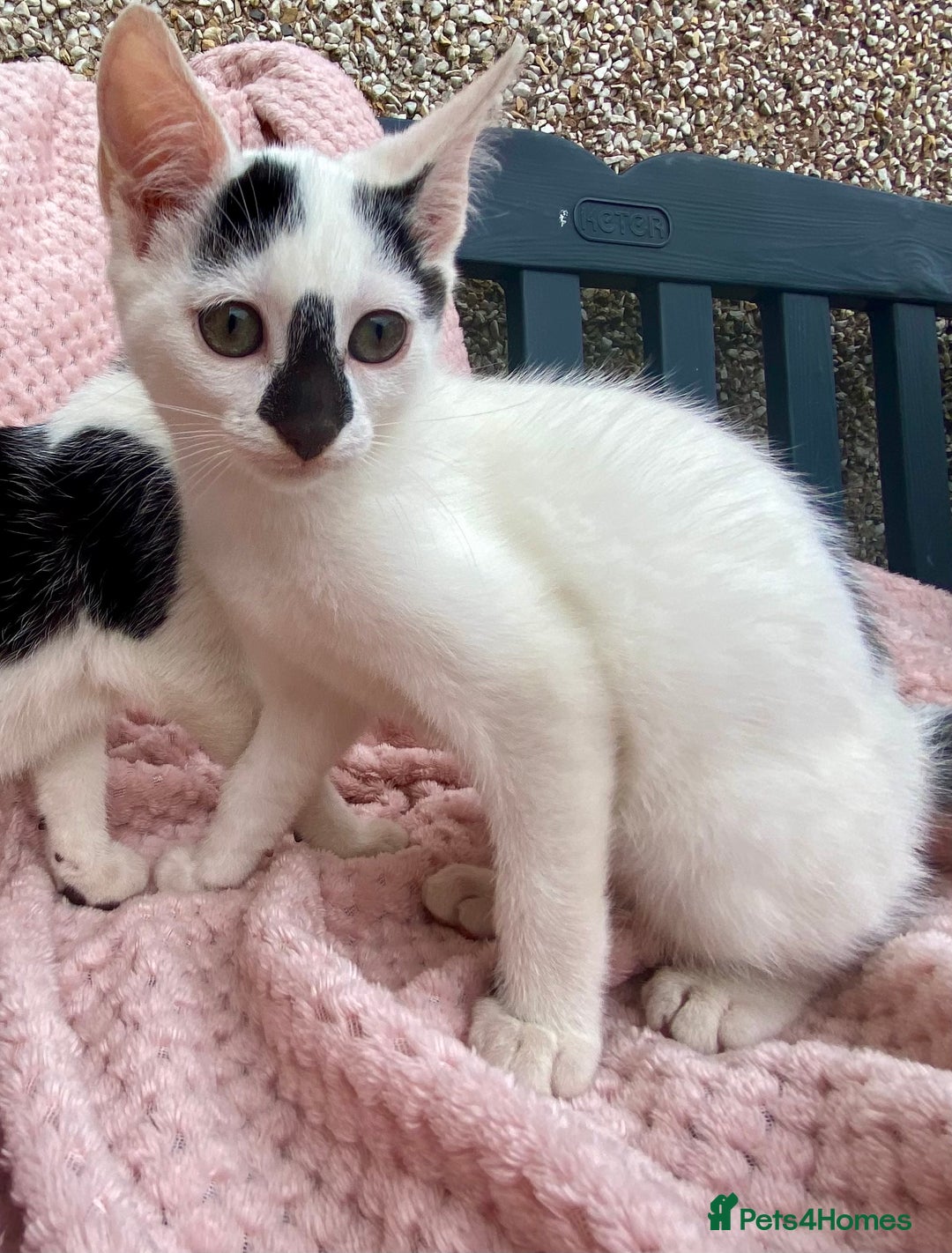 Mixed Breed cats for sale: Adorable bicolour kittens for sale - Image 3