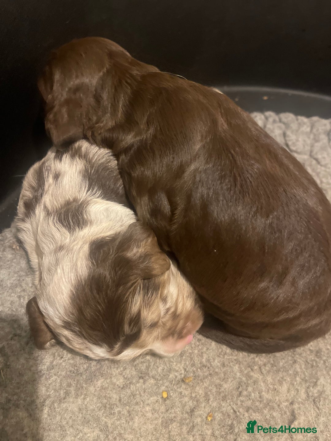 Cocker Spaniel dogs for sale:  Cocker Spaniel Puppies – Ready Soon - Advert 14