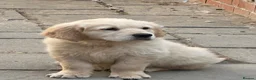 Golden Retriever dogs for sale: Stunning golden retriever puppies  - Advert 18