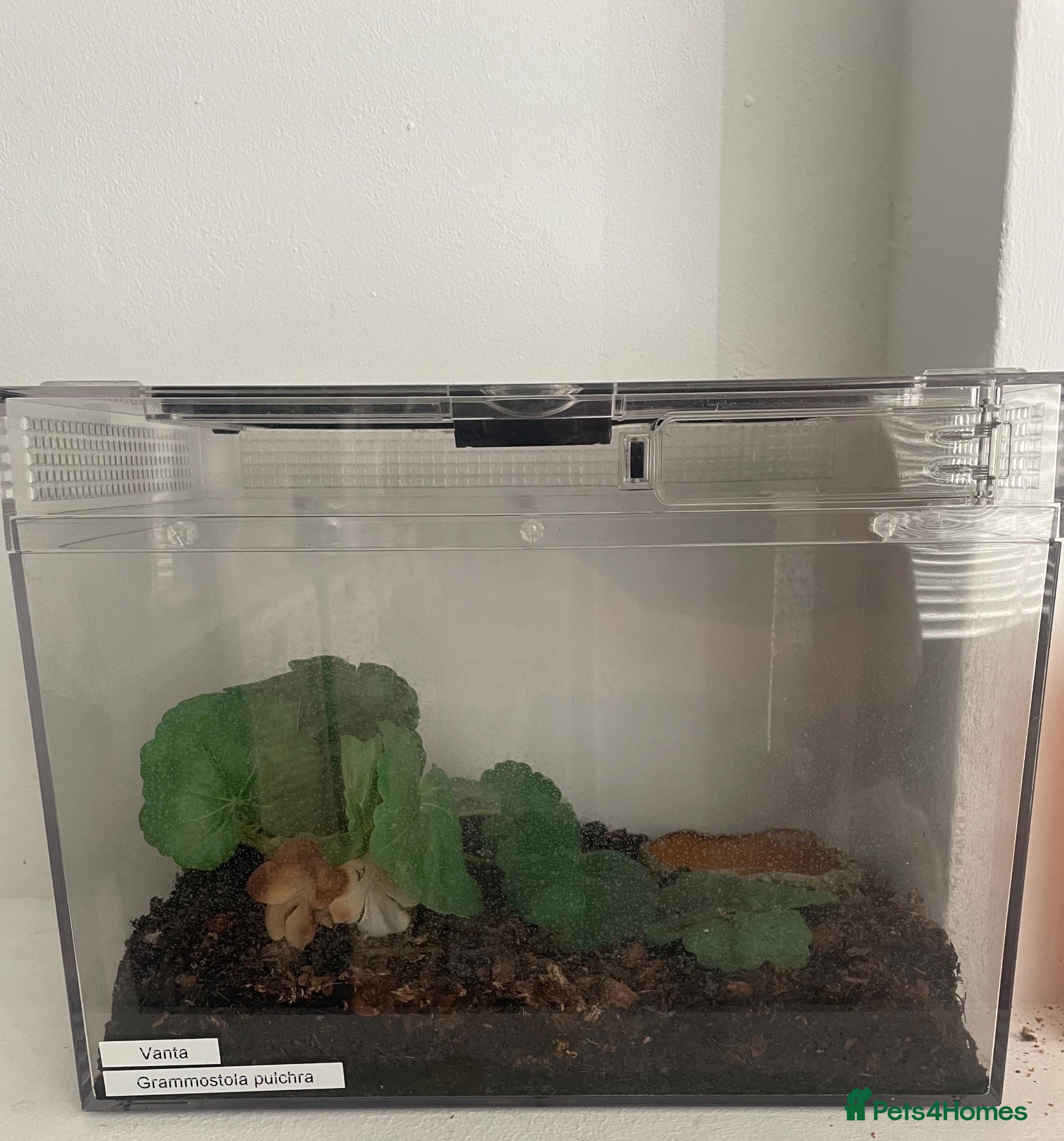 Tarantulas invertebrates Male G Pulchra and juvenile set up  - Advert 2