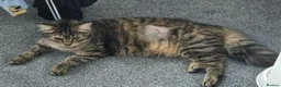 Mixed Breed cats for sale: Beautiful Mixed Breed  in Stoke-on-Trent - Advert 4