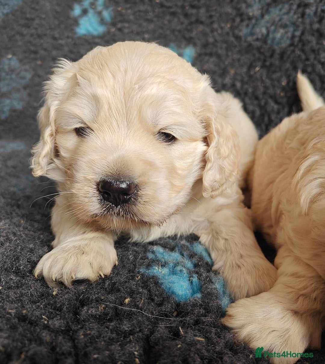 Mixed Breed dogs for sale: 🐾 Dakota Sports Retrievers 🐾 (Mini Retrievers)  - Image 18