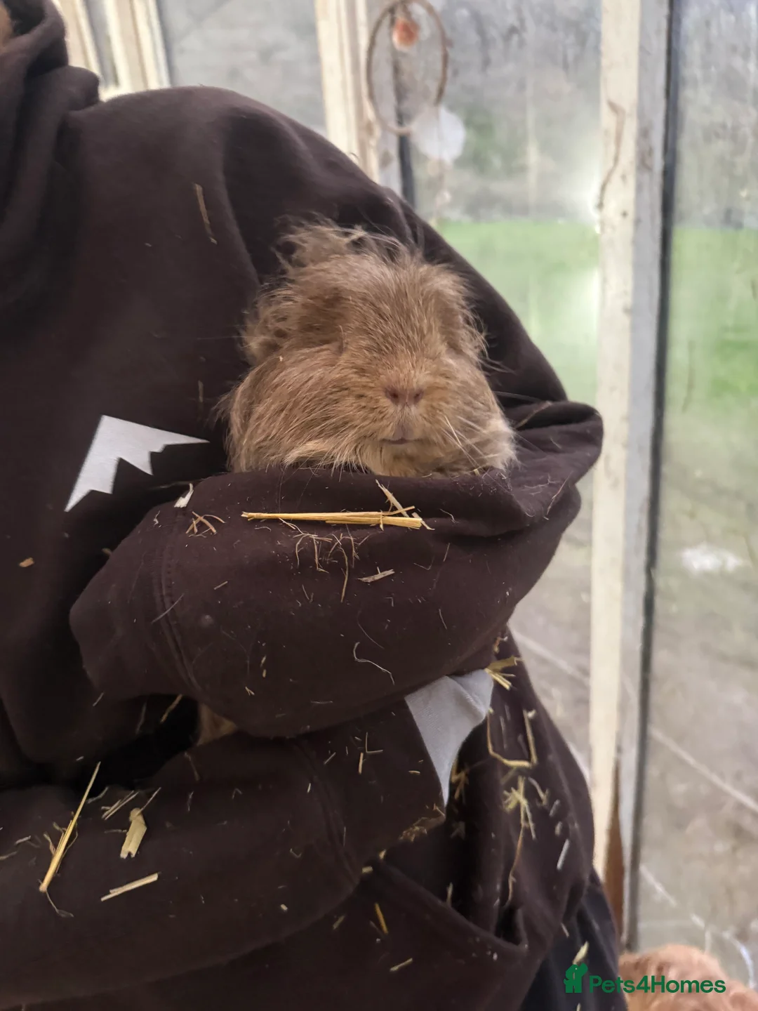 Guinea Pig rodents for sale: Two Guinea Pigs need rehoming  in Machynlleth - Advert 3