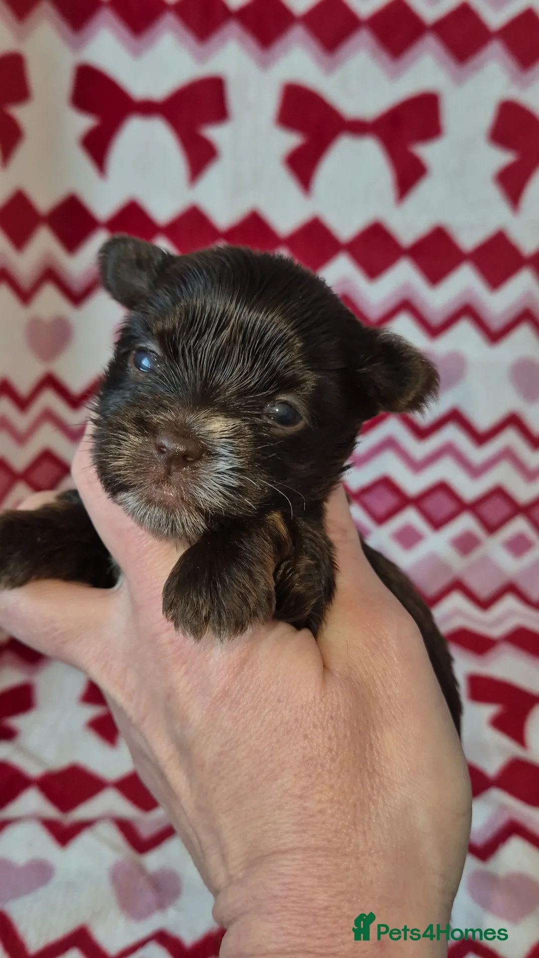 Yorkshire Terrier dogs for sale: REDUCED LAST 2 BOYS  - Advert 18