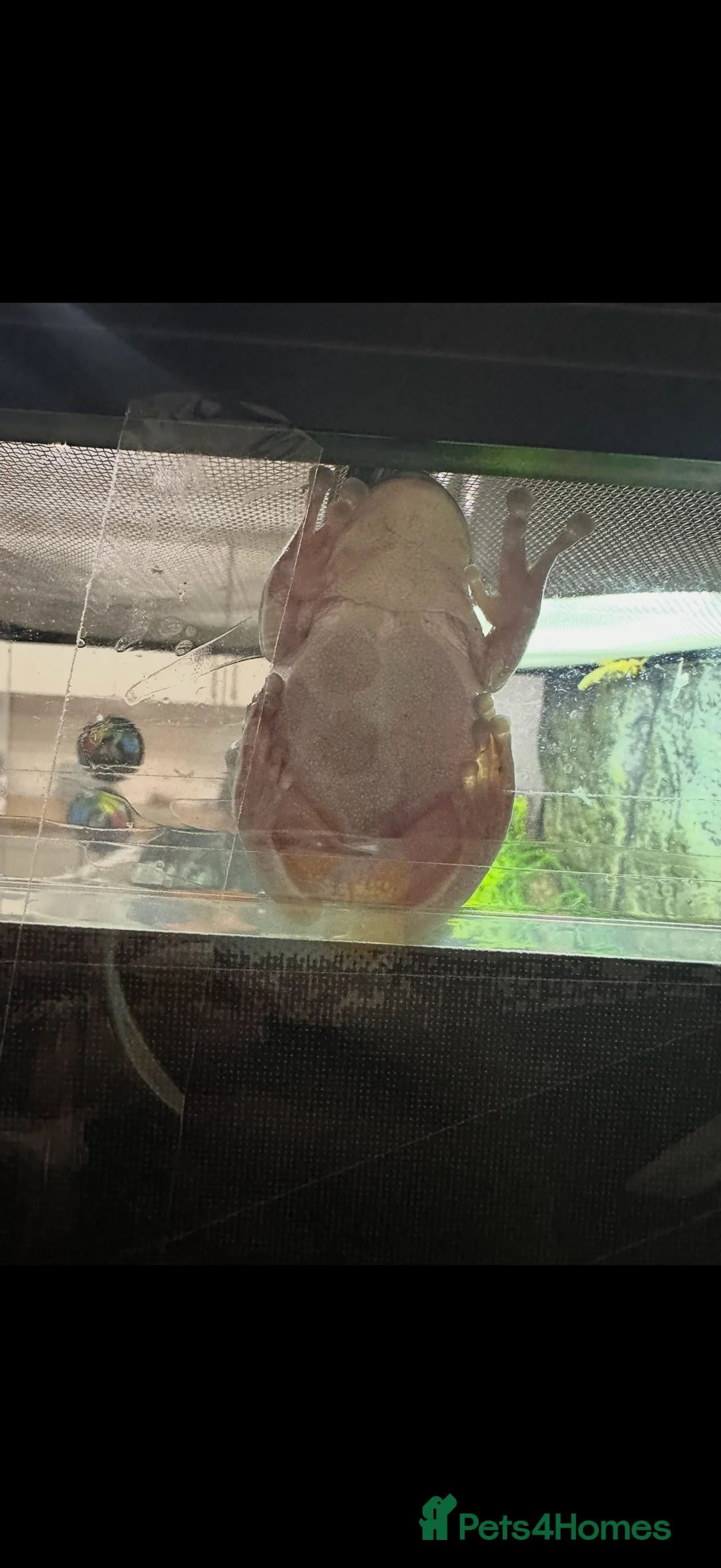 Frog reptiles for sale: 2x white tree frogs and set up in Chesterfield - Advert 2