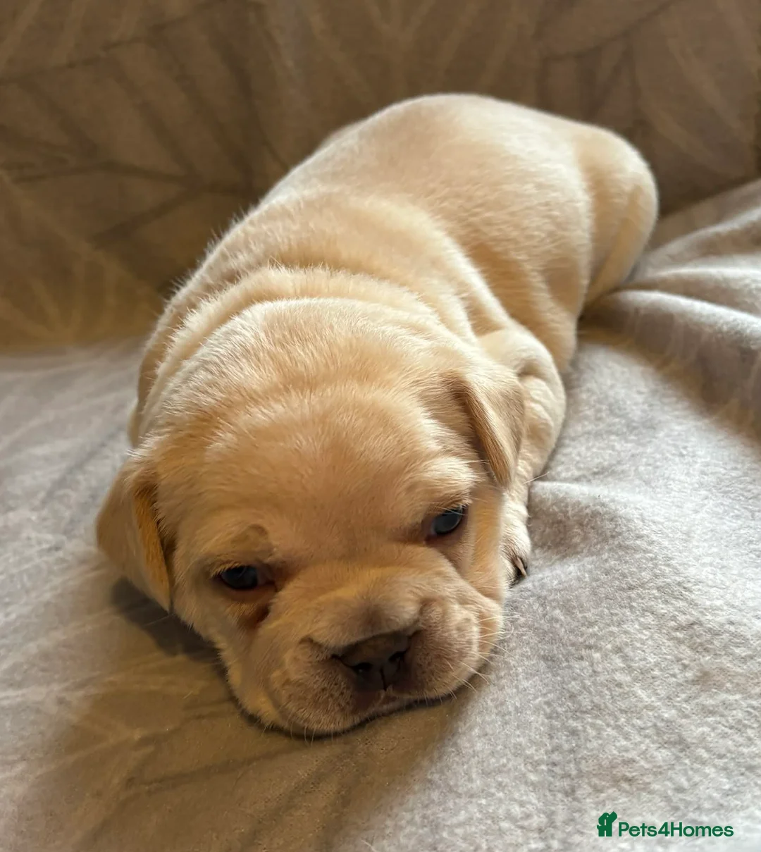 French Bulldog dogs for sale: French bulldog puppies  - Advert 8