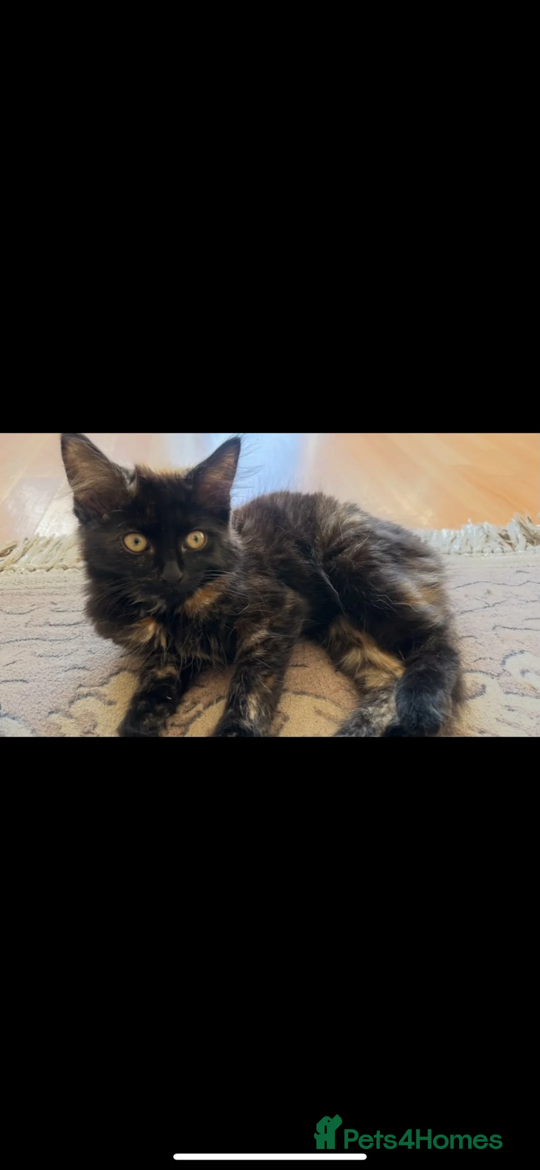 Mixed Breed cats for sale: CALICO X RAGDOLL MIXED KITTENS - Advert 5