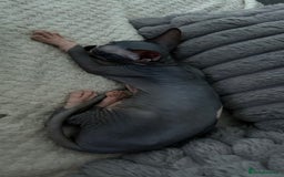 Sphynx cats for sale: Fantastic kittens are looking for new homes. - Image 4