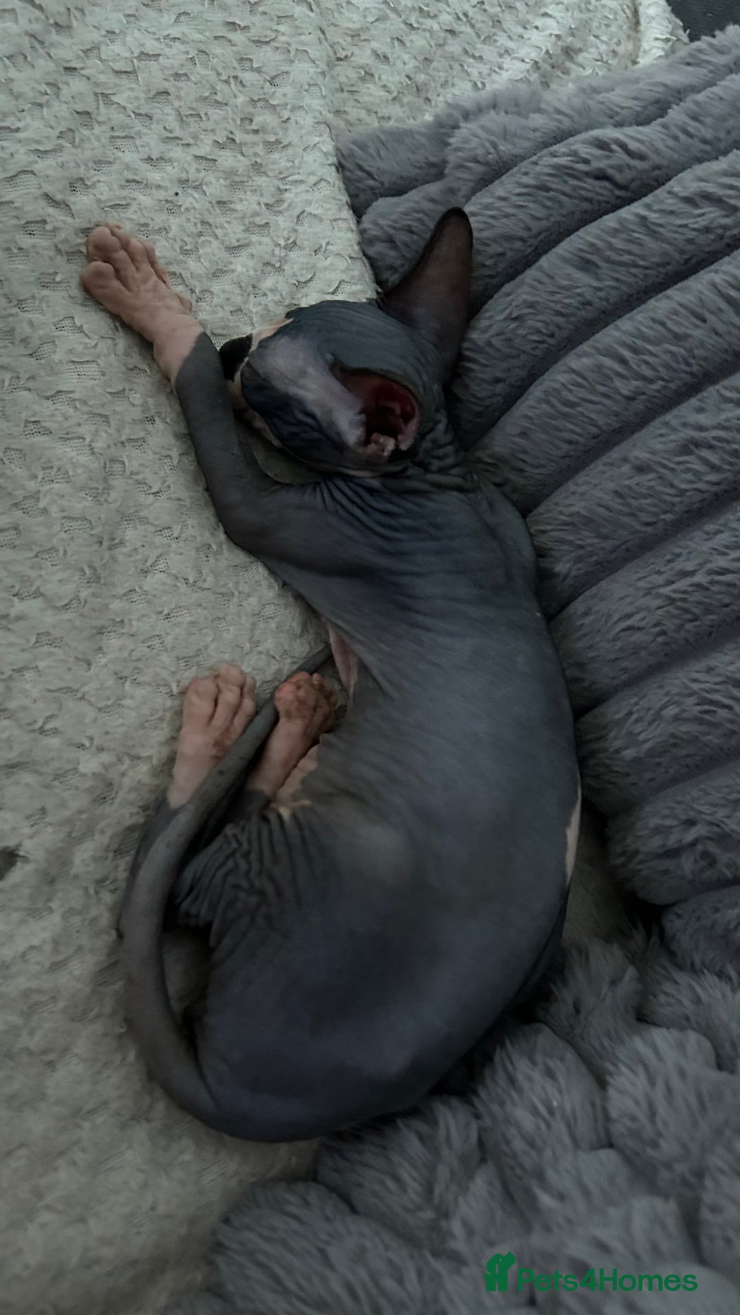 Sphynx cats for sale: Fantastic kittens are looking for new homes. - Image 4