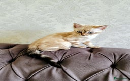 Bengal cats for sale: 🐾***GORGEOUS PURE SNOW BENGAL***🐾 - Advert 9