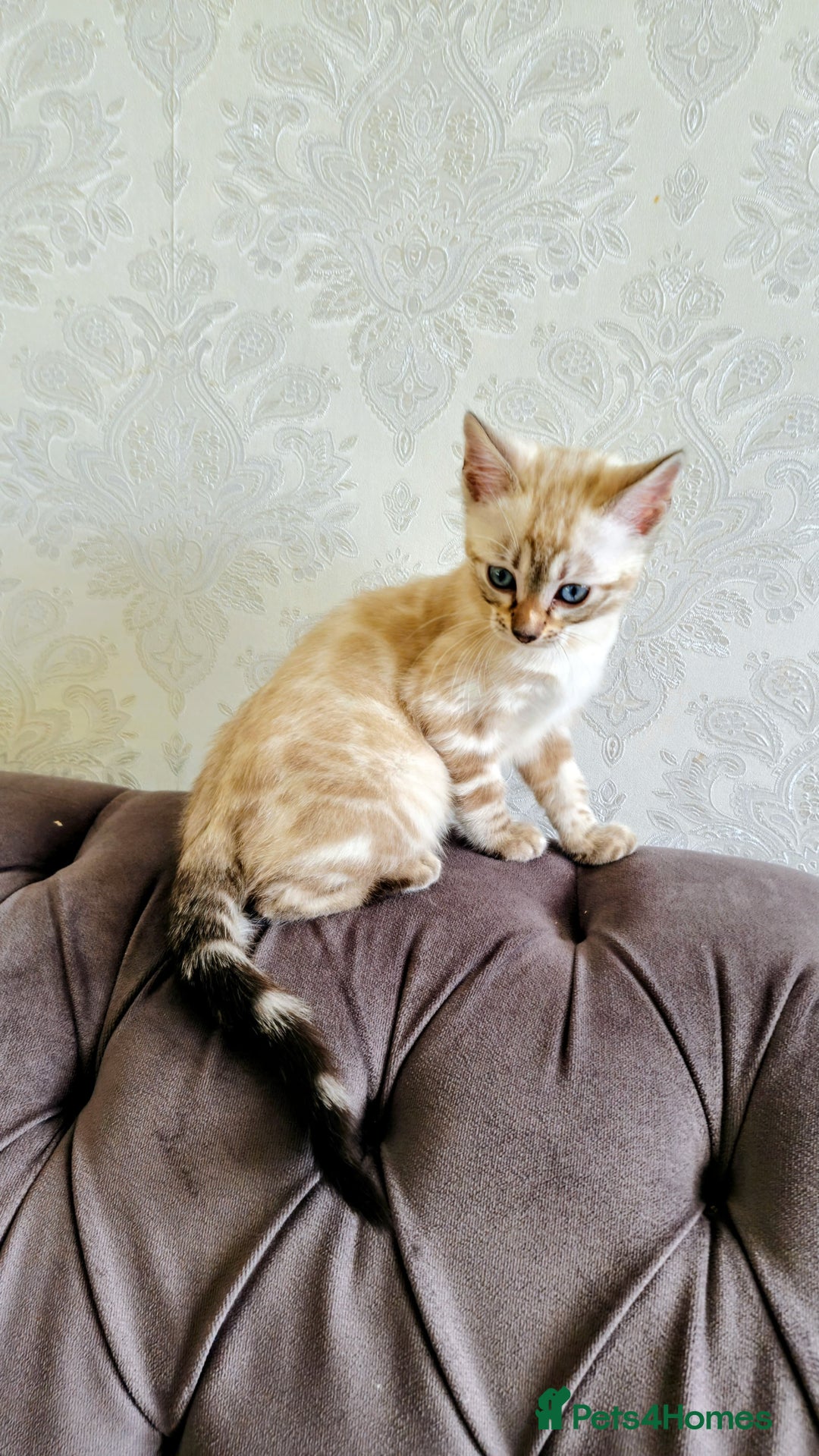 Bengal cats for sale: 🐾***GORGEOUS PURE SNOW BENGAL***🐾 - Advert 9