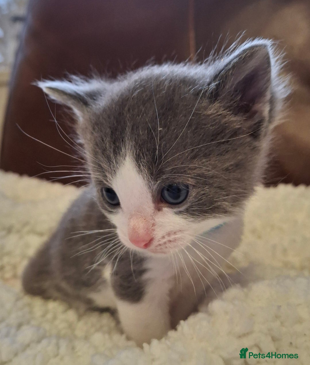 Ragdoll cats for sale: Ragdoll x BSH kittens (individually priced) - Image 10