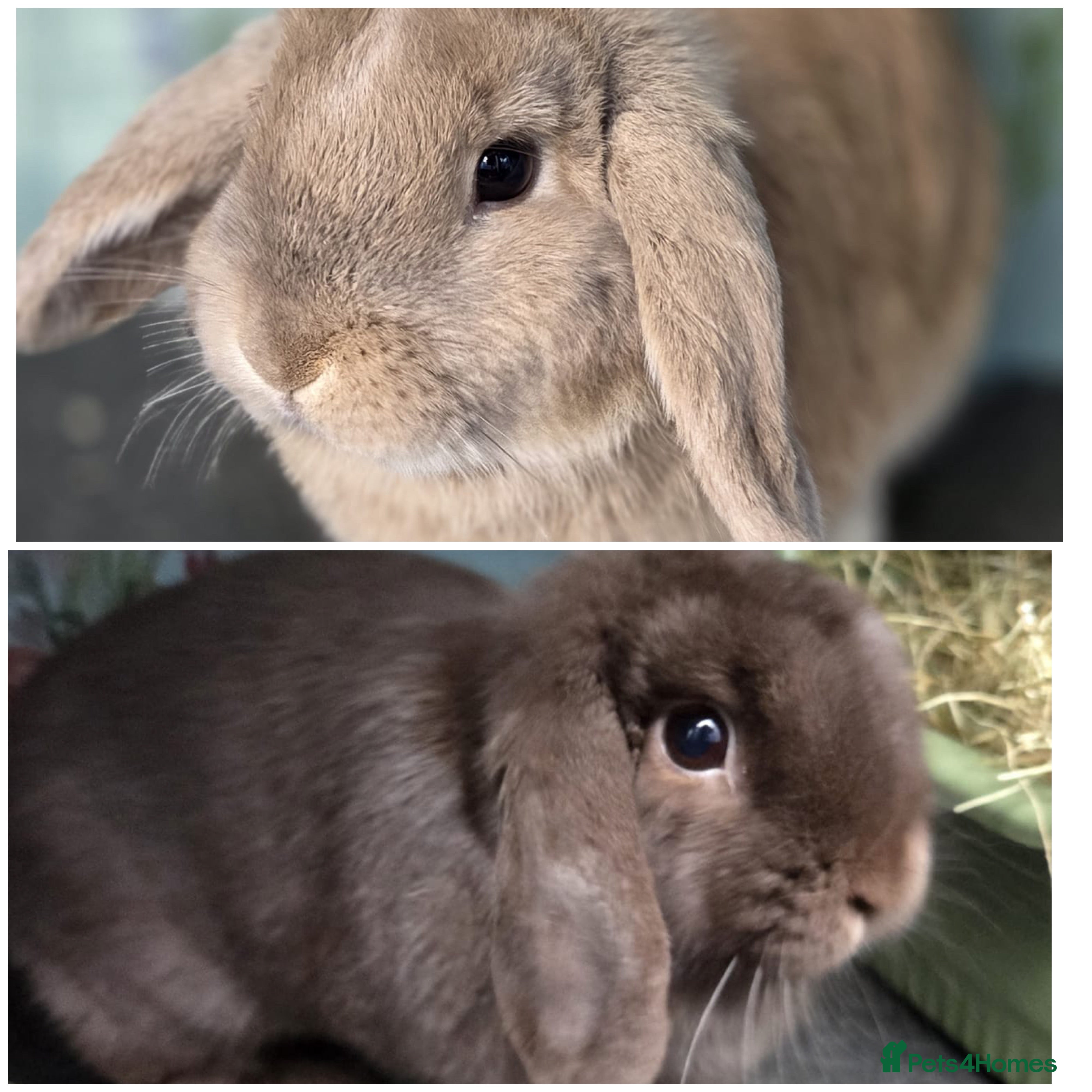 Mini Lop rabbits Mini Lop Rabbit Doe Female Bunnies - Advert 18