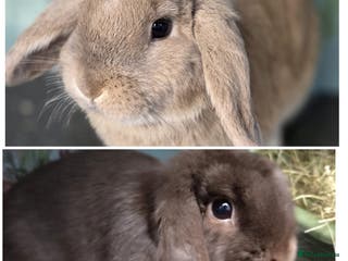 Mini Lop rabbits Mini Lop Rabbit Doe Female Bunnies - Advert 18
