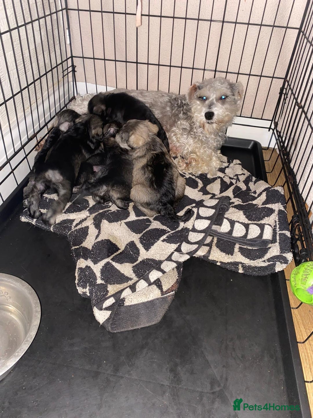 Miniature Schnauzer dogs for sale:  Cute miniature Schnauzer pups - Advert 1