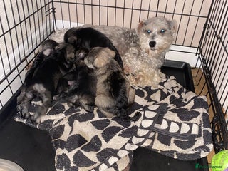 Miniature Schnauzer dogs Cute miniature Schnauzer pups - Advert 2