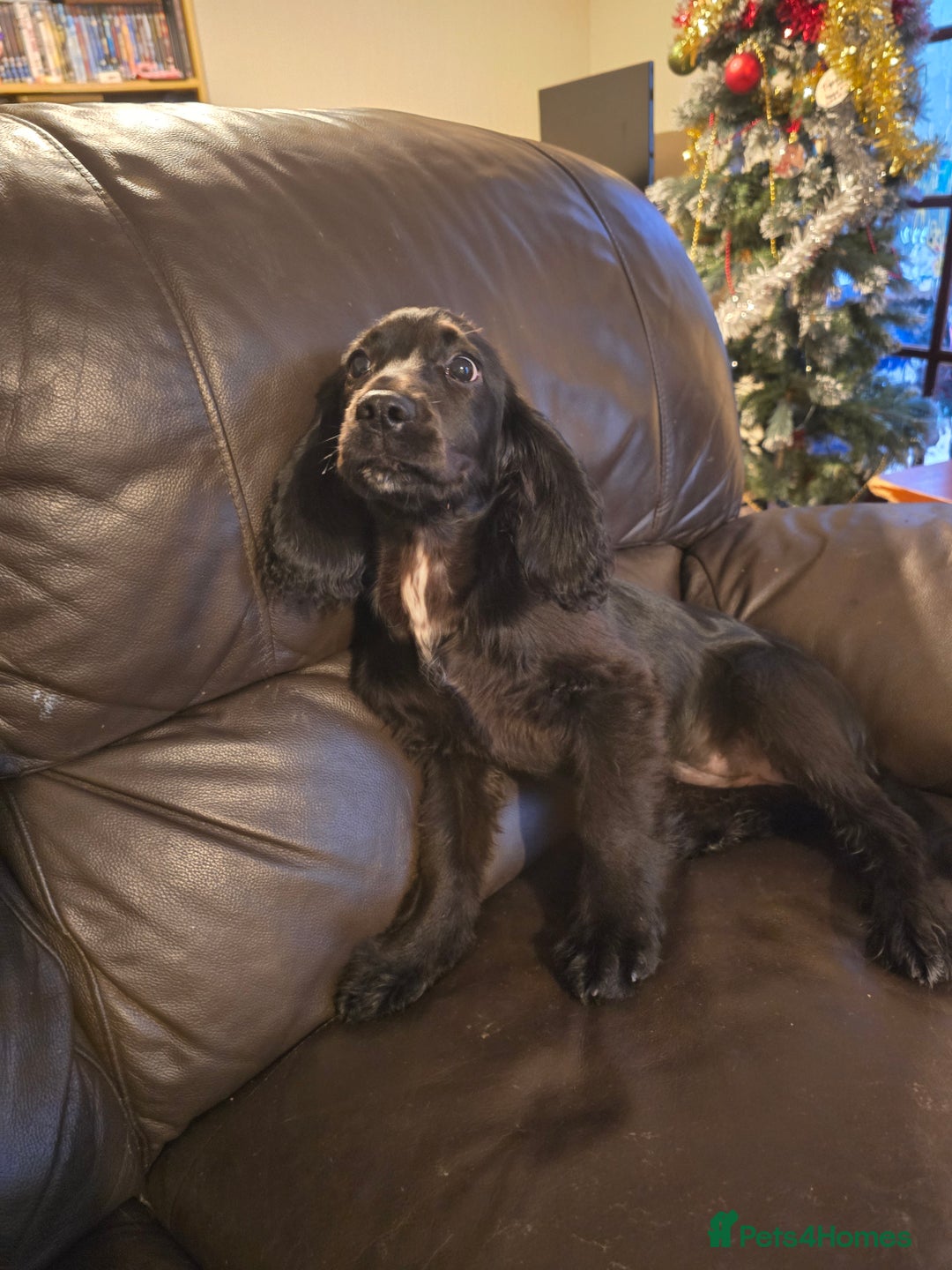 Sprocker dogs for sale: 6 month old sprocker spaniel - Advert 2