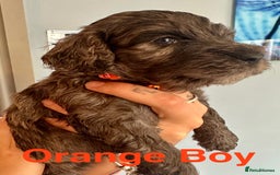 Cockapoo dogs for sale: Beautiful Teddy Bear F1 Cockapoo Merle puppies - Image 9