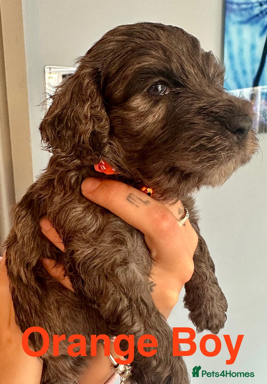 Cockapoo dogs for sale: Beautiful Teddy Bear F1 Cockapoo Merle puppies - Image 9
