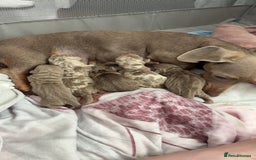 Miniature Dachshund dogs for sale: Miniature Isabella tan dapple/ blue and tan Girls - Image 3