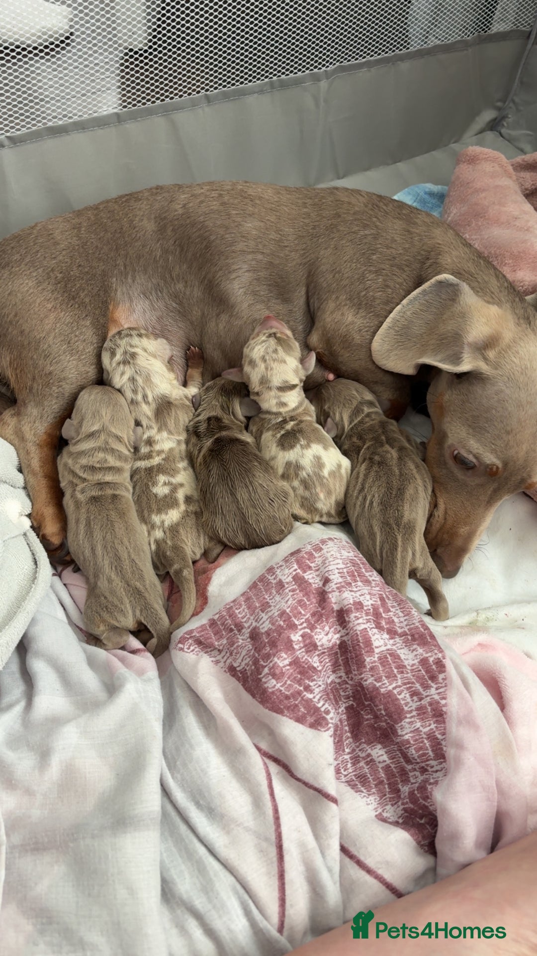 Miniature Dachshund dogs for sale: Miniature Isabella tan dapple/ blue and tan Girls - Image 3