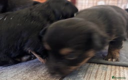 Mixed Breed dogs for sale: Jackawawa - Image 11
