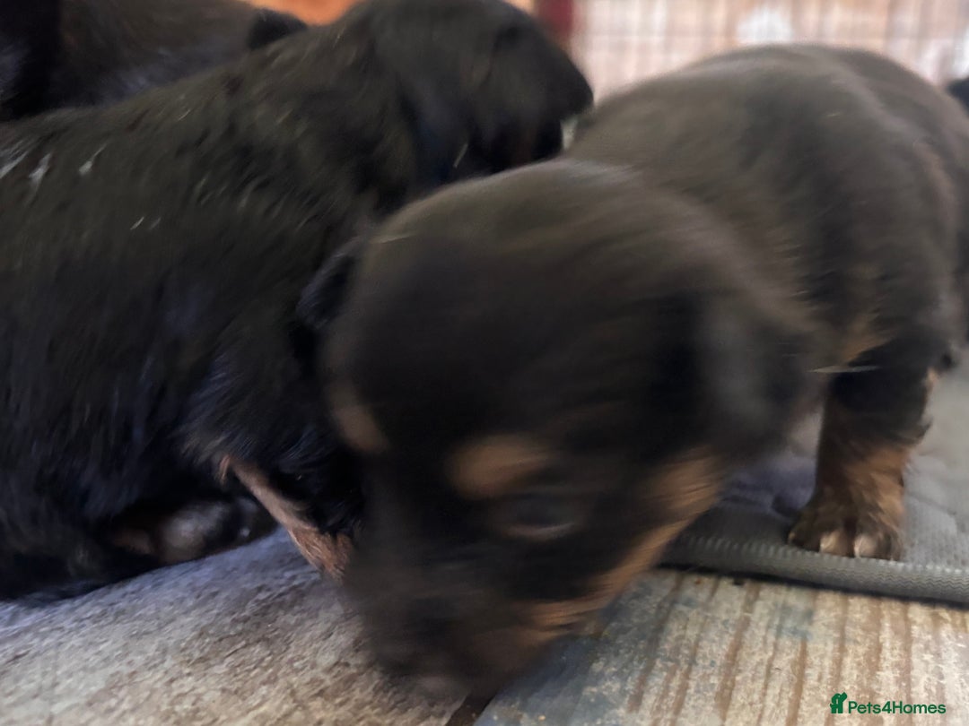 Mixed Breed dogs for sale: Jackawawa - Image 11