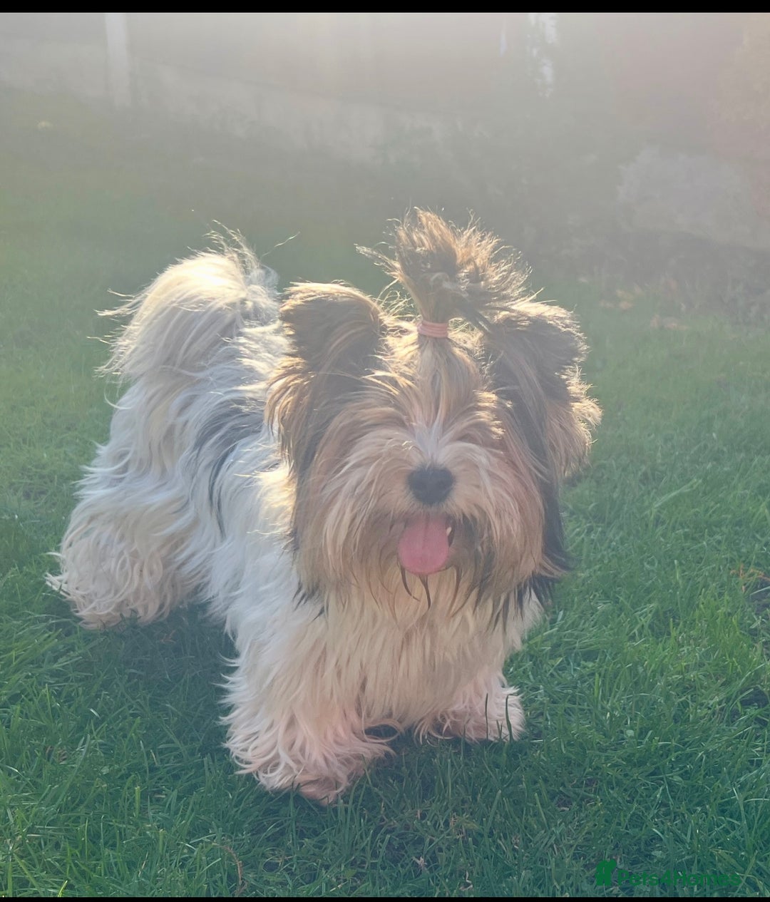Biewer Terrier dogs for sale: Beautiful boys Biewer ready now  - Advert 3