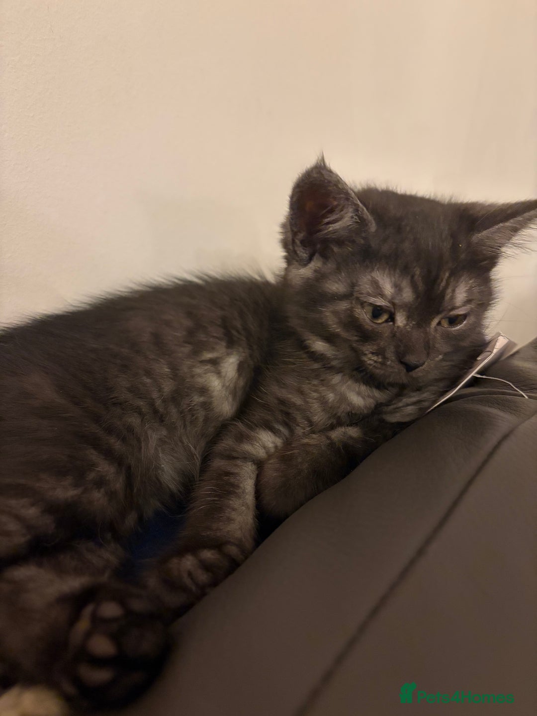 British Shorthair cats for sale: British short hair/persian mother - Advert 37