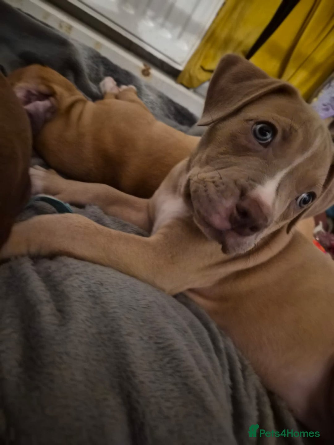 American Bulldog dogs for sale: 11 little hearts need their forever home - Advert 37